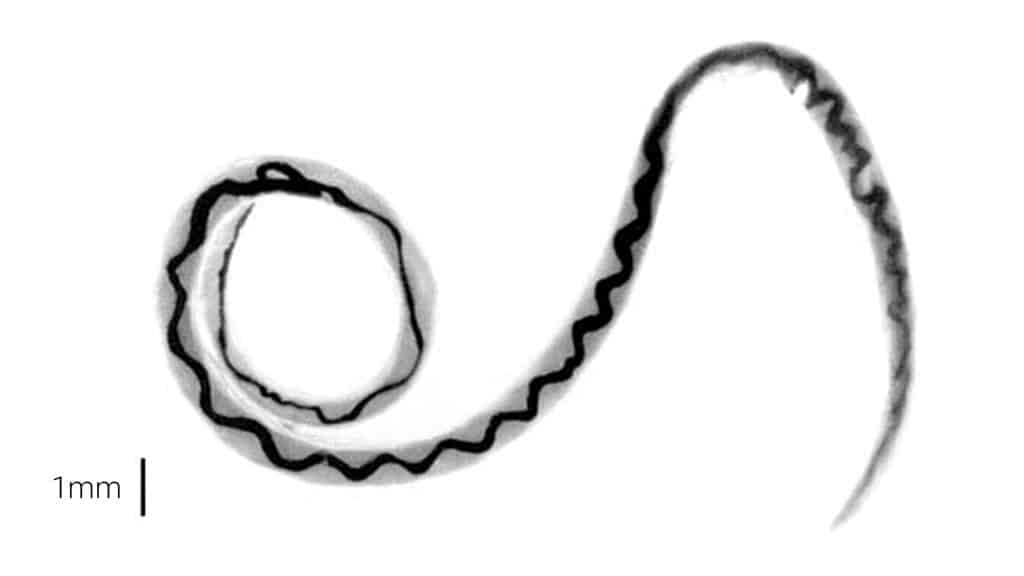 Gefährlicher Parasit: Wo der Ratten-Lungenwurm vorkommt