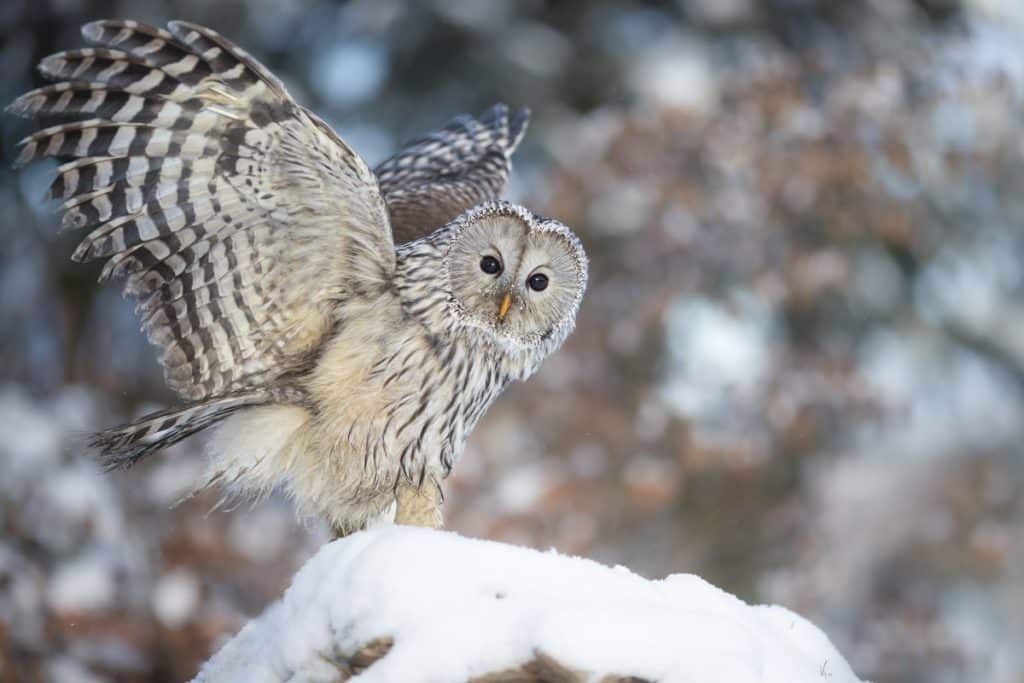 Unter Eulen: Click Boom Flash # 31 "Vogelfotografie"
