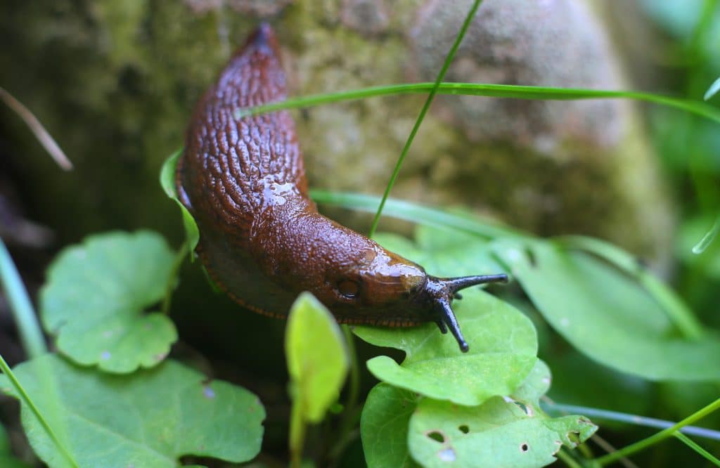 Experten-Trick: So halten Sie Schnecken effektiv aus dem Garten fern