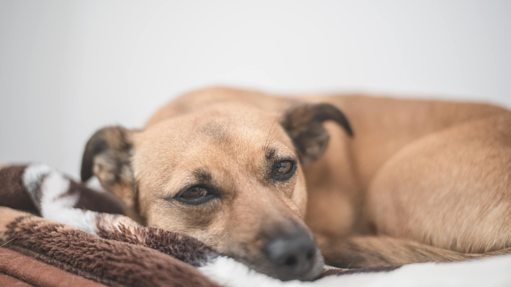 Babesiose breitet sich aus: Was Hundehalter jetzt wissen müssen