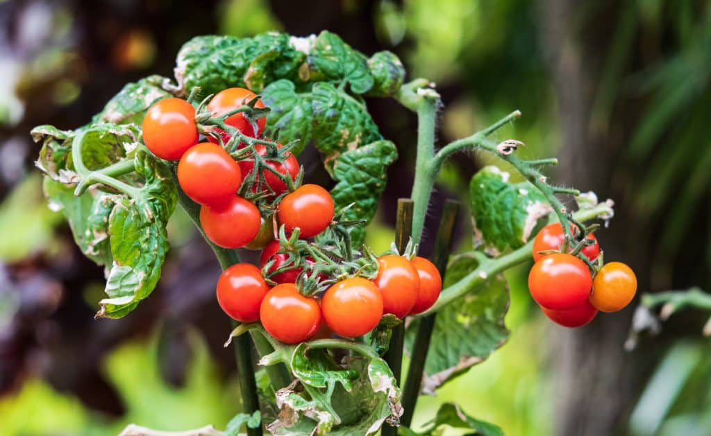 Einfacher Dünger: Zwei einfache Hausmittel lassen Tomaten üppig wachsen