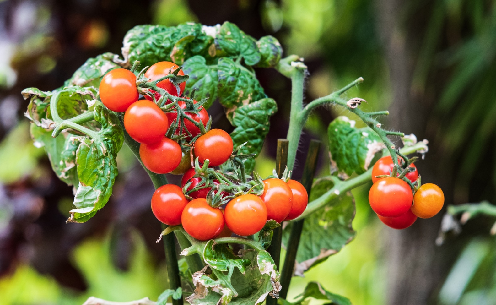 Einfacher Dünger: Zwei einfache Hausmittel lassen Tomaten üppig wachsen
