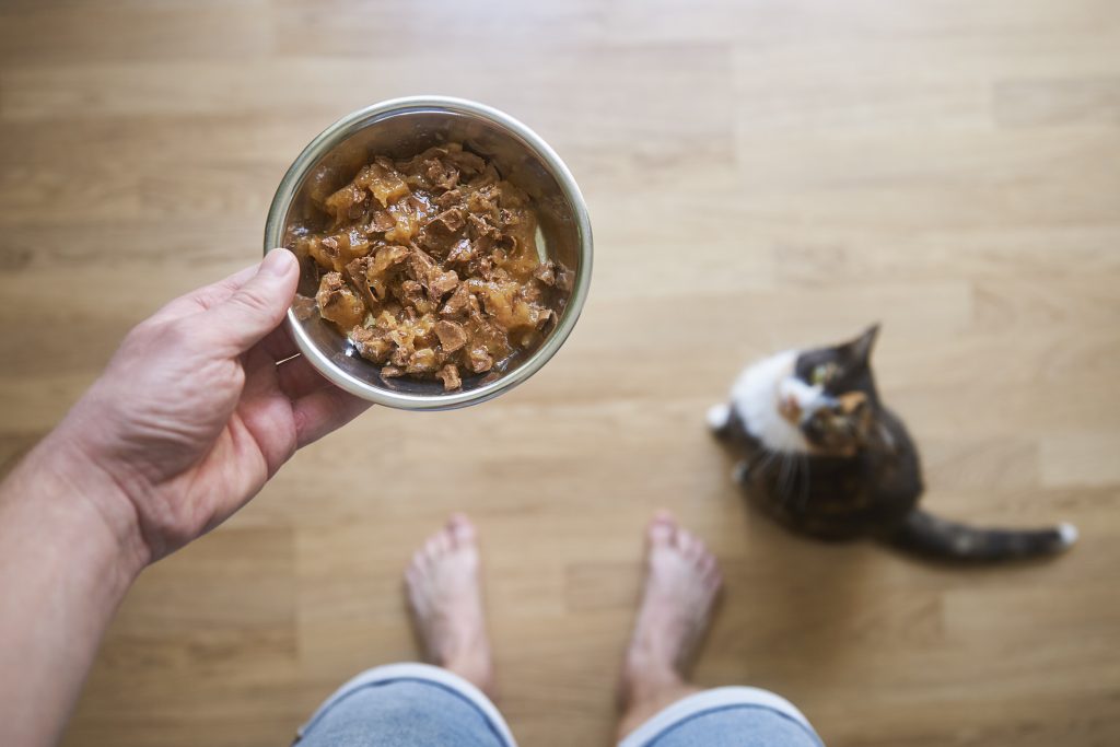 Nassfutter für Katzen: Der überraschende Testsieger bei Stiftung Warentest