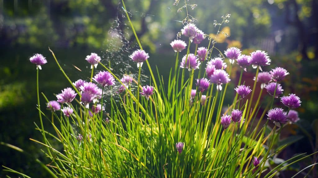 Schnittlauch mit Blüten: Lecker, giftig oder unbrauchbar? Das sollten Sie wissen