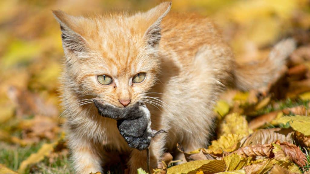 Bornavirus breitet sich in Deutschland aus: Was Katzenbesitzer jetzt wissen müssen
