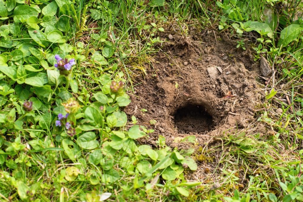 Löcher im Garten: Diese Tiere waren es