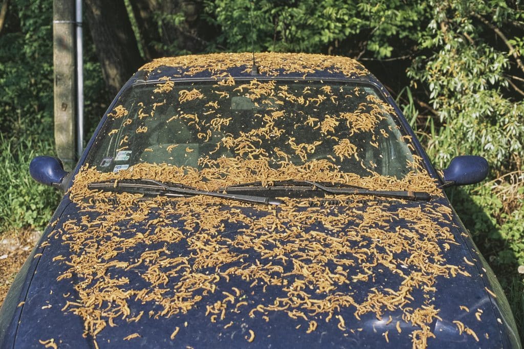 Dreck sicher entfernen: Lackschäden am Auto vermeiden