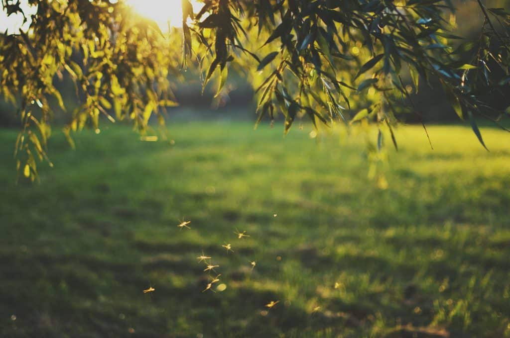 Juckreiz stoppen: Dieses Hausmittel hilft gegen Insektenstiche
