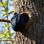 Warnsignal: Was ein schwarzer Beutel am Baum bedeutet